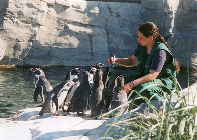 F&uuml;tterung der Humboldtpinguine