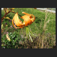 2012-07_Lilium_henryi.jpg