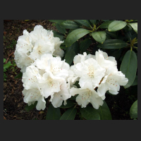 2012-05_Rhododendron_yakushimanum_Schneekissen.jpg