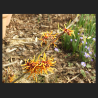 2013-04-15_Hamamelis_intermedia_Aphrodite.jpg