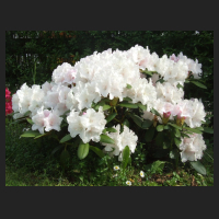 2013-05-30_Rhododendron_yakushimanum_Schneekissen.jpg