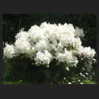 2013-06-04_Rhododendron_yakushimanum_Schneekissen.jpg