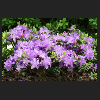 2015-05-08_Rhododendron_impeditum_Blumiria.jpg