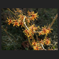 2016-02-16_Hamamelis_intermedia_Aphrodite_2.jpg