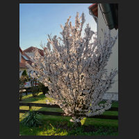 2016-04-07_Prunus_kurilensis_HDR.jpg