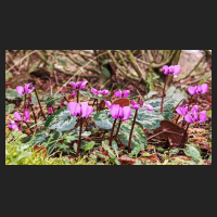 2016-02-04_Cyclamen_coum.jpg