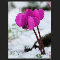 2016-02-25_Cyclamen_coum_2.jpg