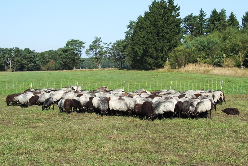 Lüneburger Heide