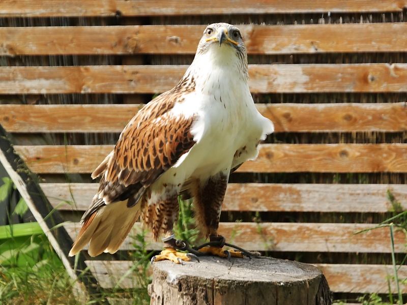 Greifvögel in der Falknerei auf Burg Regenstein