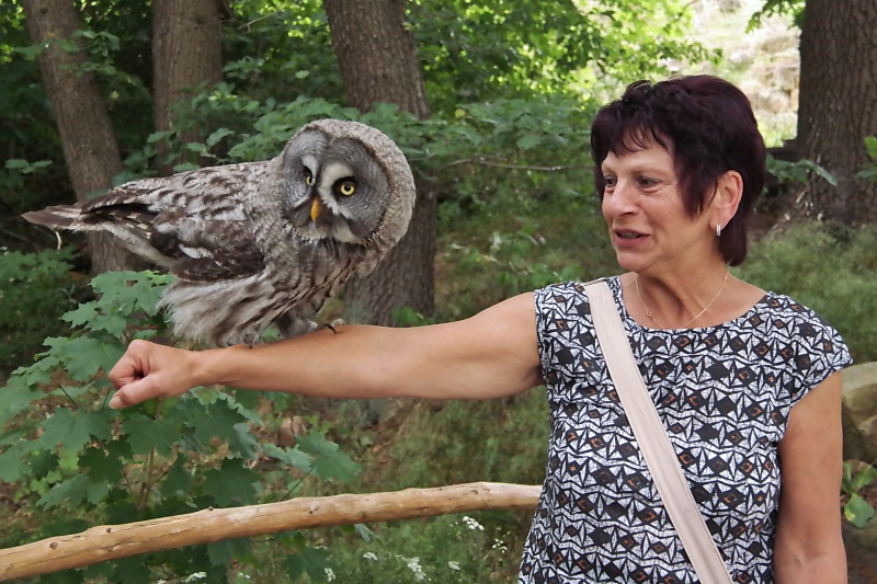 Greifvögel in der Falknerei auf Burg Regenstein