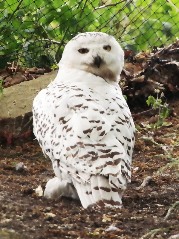 Greifvögel in der Falknerei auf Burg Regenstein