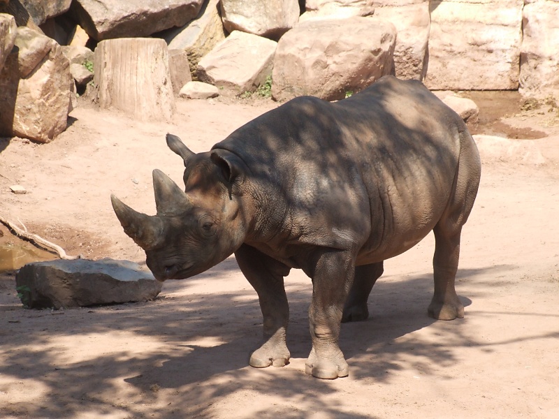 Nashörner im Zoo Hannover