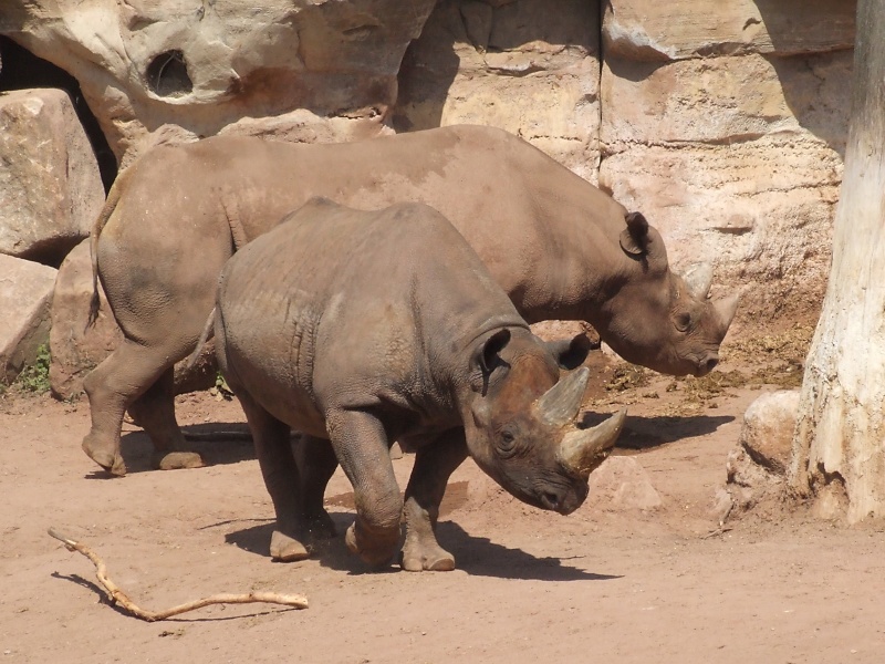 Nashörner im Zoo Hannover