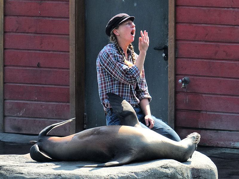 Dressierte Kalifornische Seelöwen im Zoo Hannover