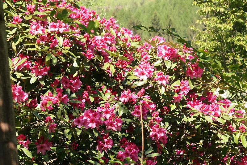 Arboretum (Weltwald) bei Bad Grund im Harz