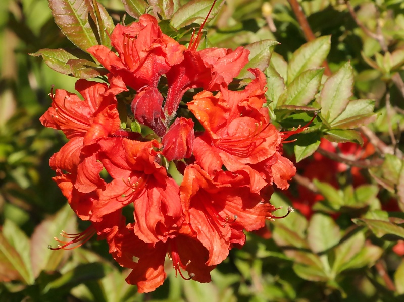 Arboretum (Weltwald) bei Bad Grund im Harz