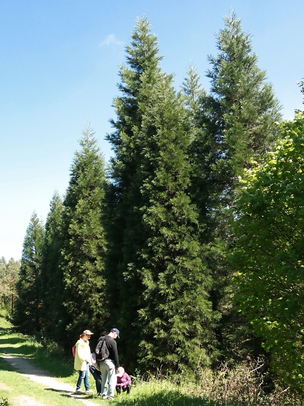 Arboretum (Weltwald) bei Bad Grund im Harz