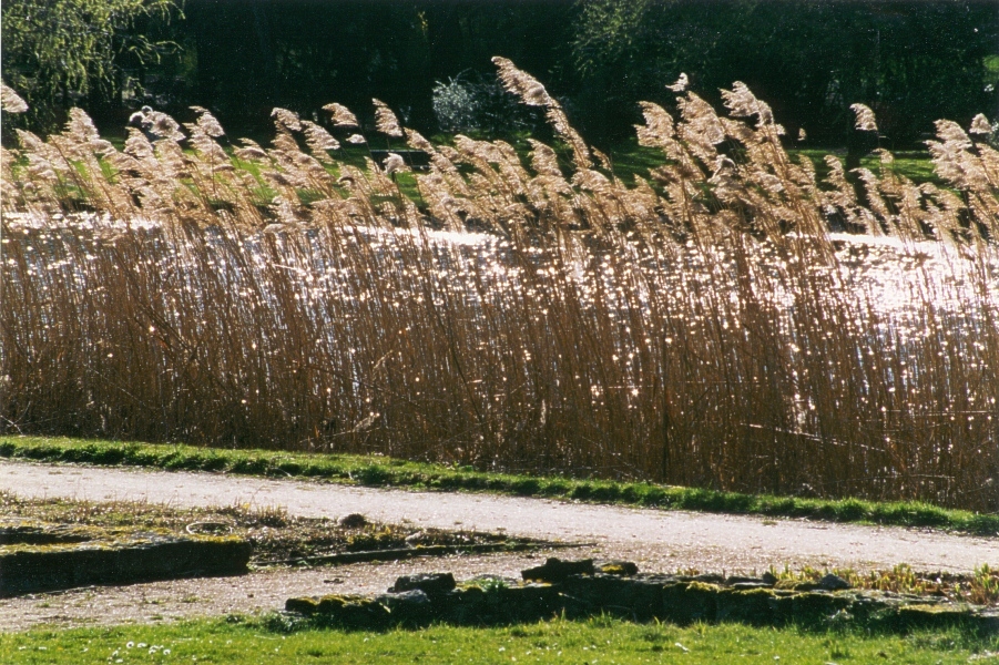 Schilf im Schulgarten in Braunschweig