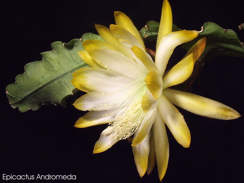 Epicactus Andromeda
