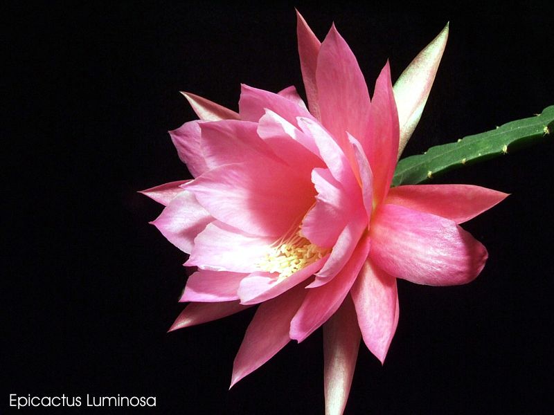 Epicactus Luminosa