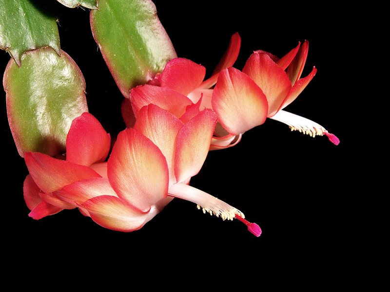 Schlumbergera Samba Brasil