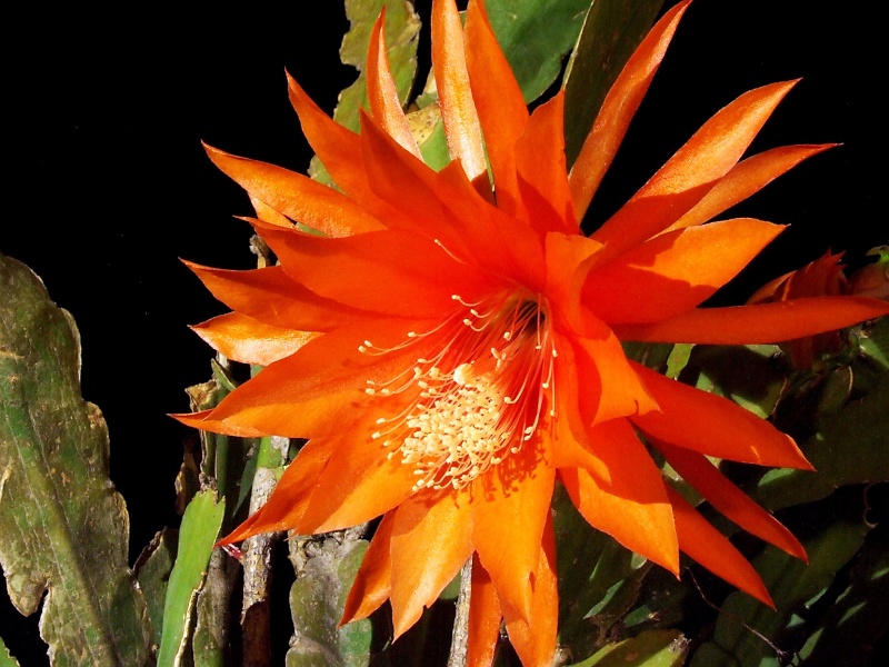 Epiphyllum Sunburst