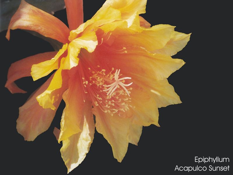 Epiphyllum Acapulco Sunset