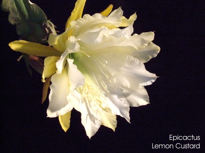 Epicactus Lemon_Custard