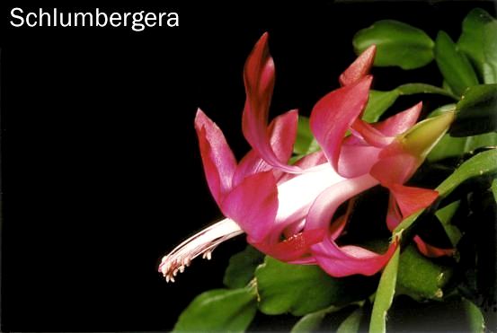 Schlumbergera-Hybride