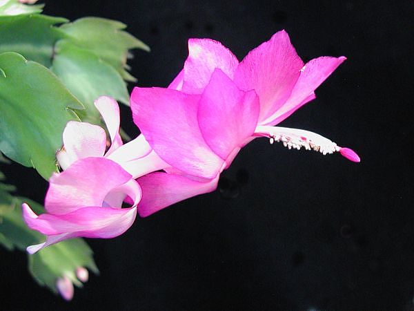 Schlumbergera-Hybride