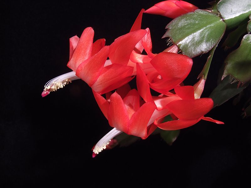 Schlumbergera-Hybride