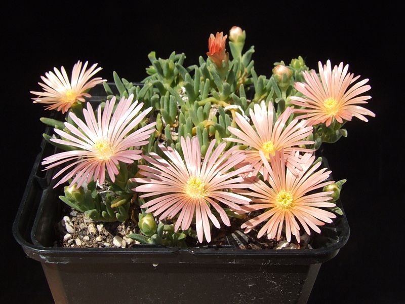 Delosperma Kelaidis