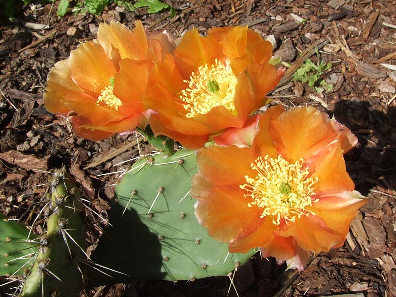 Opuntia phaeacantha 'Orangeade'