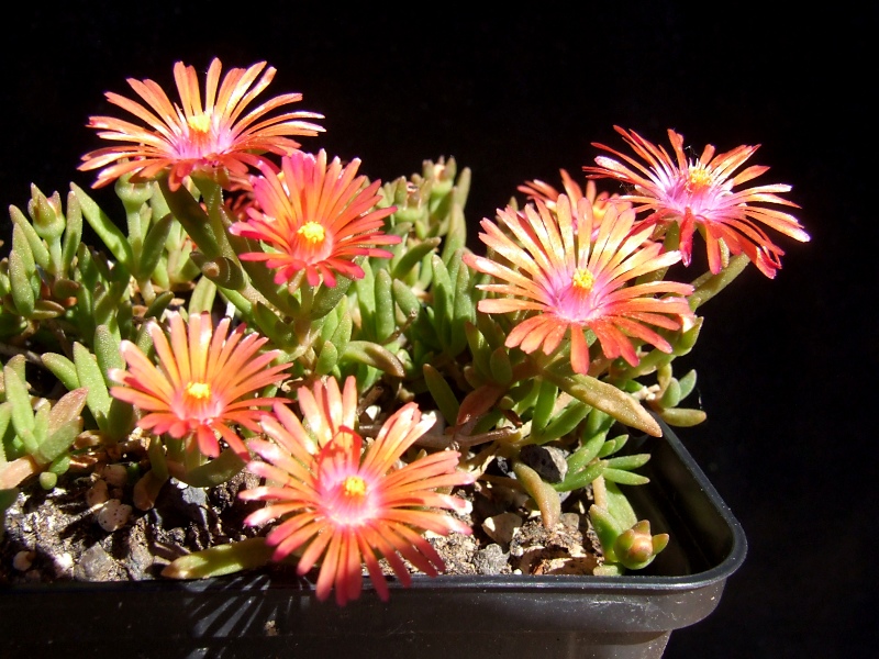 Delosperma Badenia Salmon