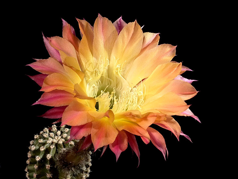 Echinopsis-Hybride Riptide