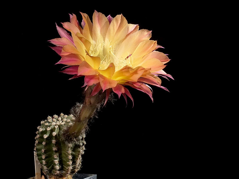 Echinopsis-Hybride Riptide