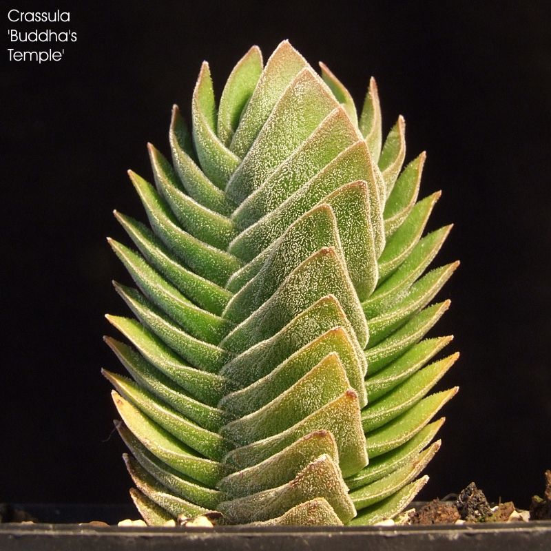 Crassula 'Buddha's Temple'
