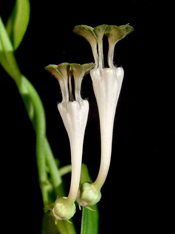 Ceropegia rendallii