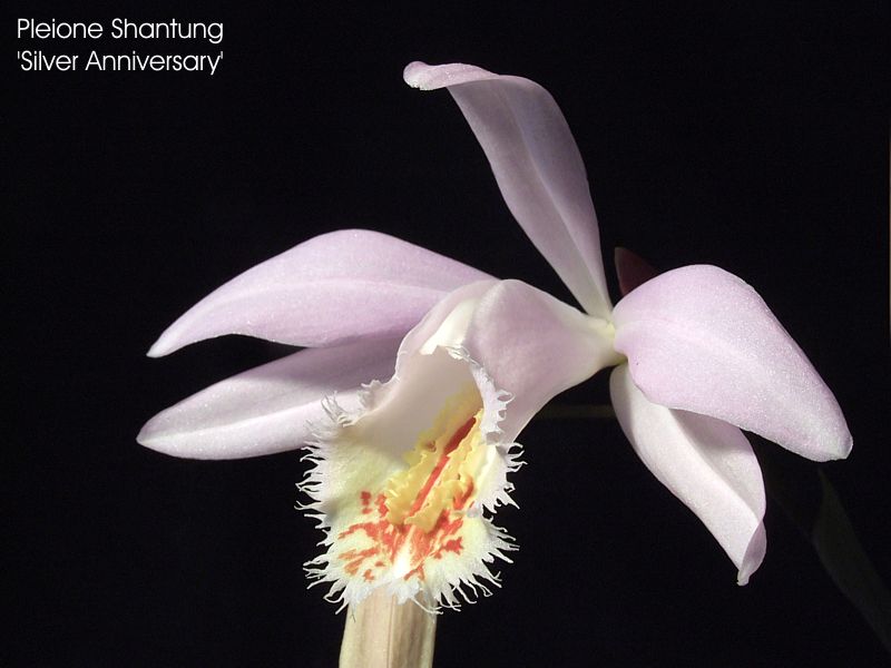 Pleione Shantung 'Silver Anniversary'