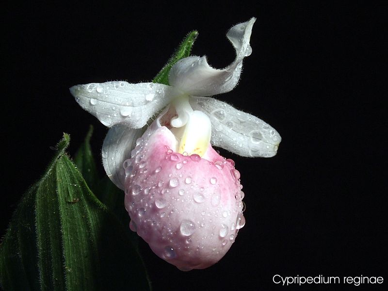 Cypripedium reginae