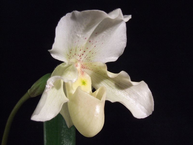 Paphiopedilum Rosy Dawn