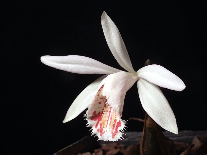 Pleione Kohala