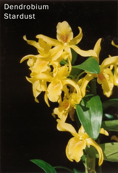 Dendrobium Stardust