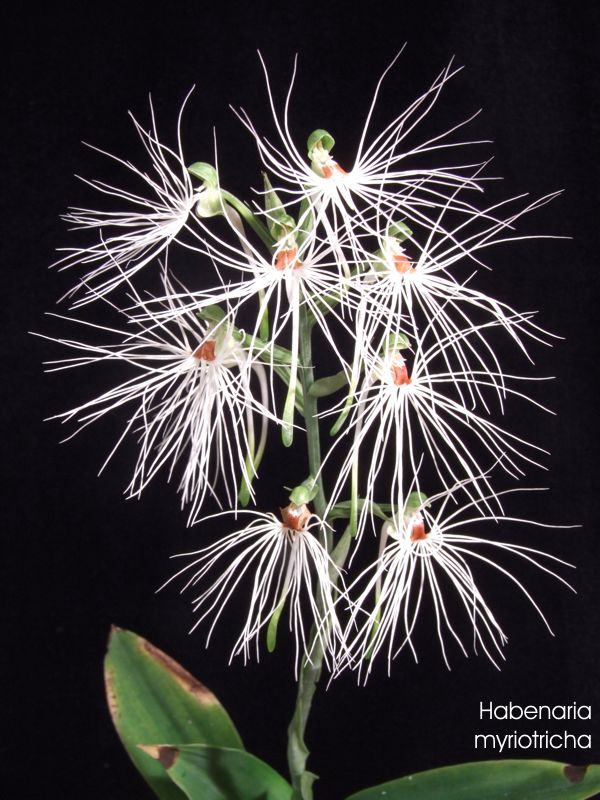 Habenaria myriotricha