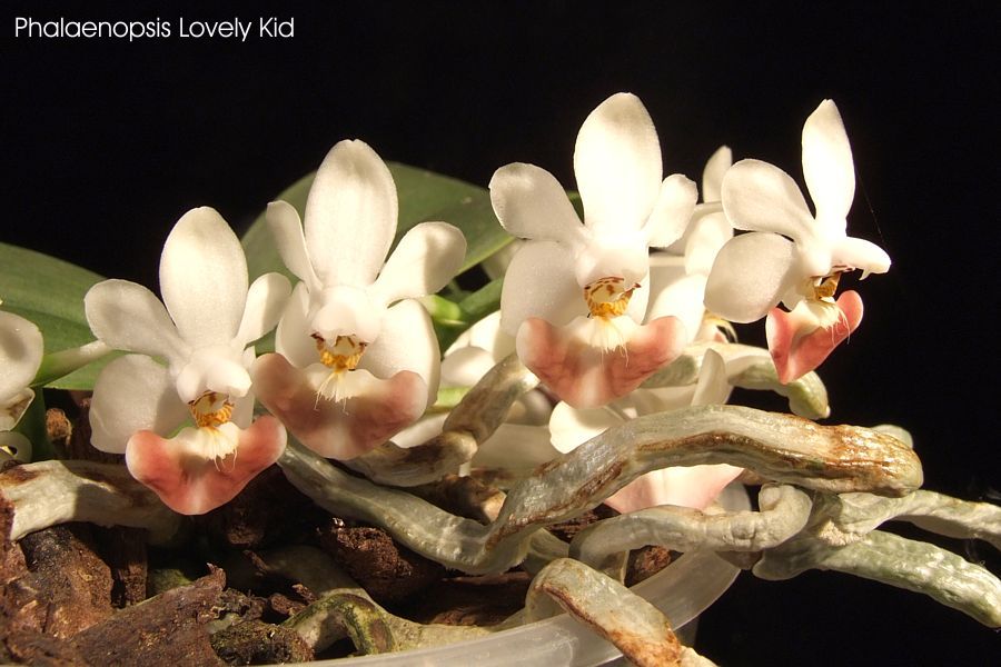 Phalaenopsis Lovely Kid