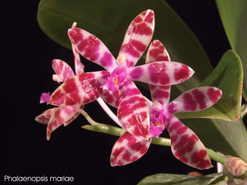 Phalaenopsis mariae