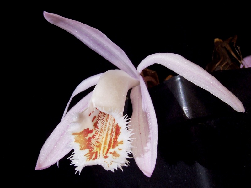 Pleione Tsingtau