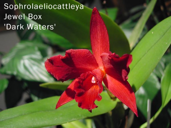 Sophrolaeliocattleya Jewelbox