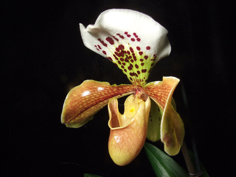 Paphiopedilum-Hybride