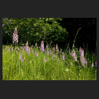 2017-06-11_Dactylorhiza_bei_Sickte_05.jpg